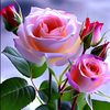 hayatullah3836