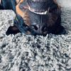 rottiebiscotti
