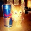 red_bull__fein
