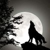 blackwolf5254