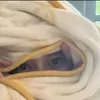 yamyamdu