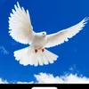 user3681632023421