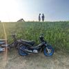 apin_gembul