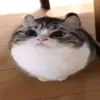neznayuktoya4