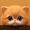 pp.kucing.ramadan333