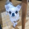 lila_celak