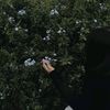 vanidamonsin