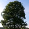tree7869