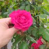 siroj6536