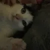 elliewebv