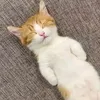 d_yyys