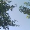 roselin_41