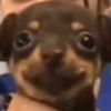happydogthe7