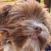 hesabaddog