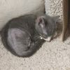 tripodkittyjamiso