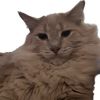 elijahthebigdogc1