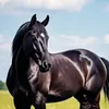 mohammedaounzou