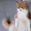 ainkthe0