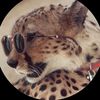 974🐆