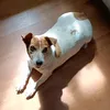 nibornoos