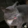 nahidwin542