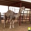 راعي المغاتير