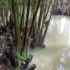 myvannguyen72