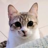 chacha_the_cat