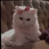zahraaz885