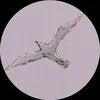 tortik861