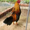namvinhlong_83