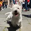 newtonthewestie