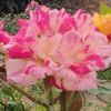 roseann7784