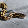 lazloslimsheddy