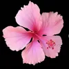 its_sophia_lol