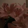 laila4ya