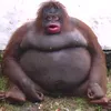quandaledingle200011111