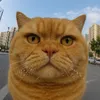 Habibi cat
