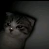 ddiahh_pw