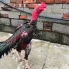 anhthu2222289