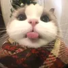vyhao.z