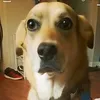 zolicaaa