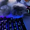 trolex_vx