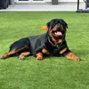 grey.nola_rotties