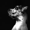 albus_the_great_dane