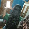 kirazx_01