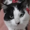 chipojumi