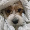 cyrinosouza