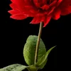 srii85302706314452