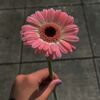 huma.zain4